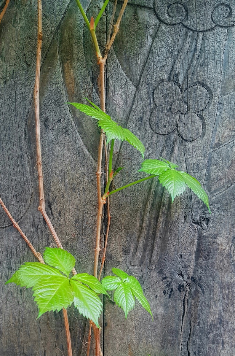 新与旧春天有刻花的旧木板上攀爬着长有嫩绿叶的藤蔓