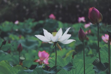 A72FE2B6-F6E4-420D-A635-74D02E7EB39F/L0/001