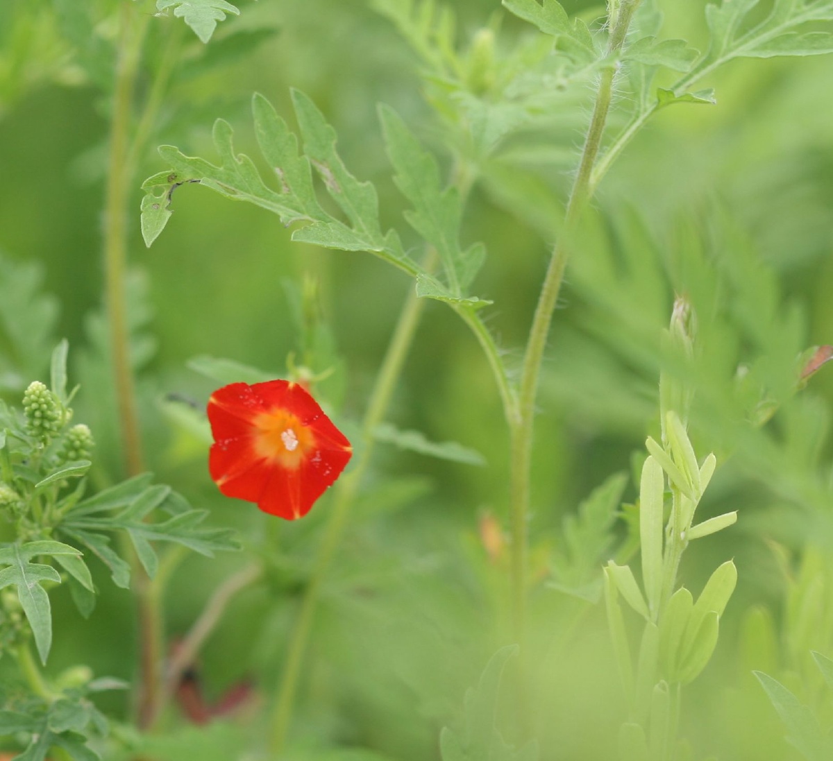 万绿丛中一点红