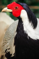 92333