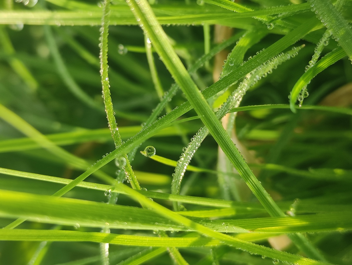 清晨的露水晶莹清澈如同不菲的珍珠