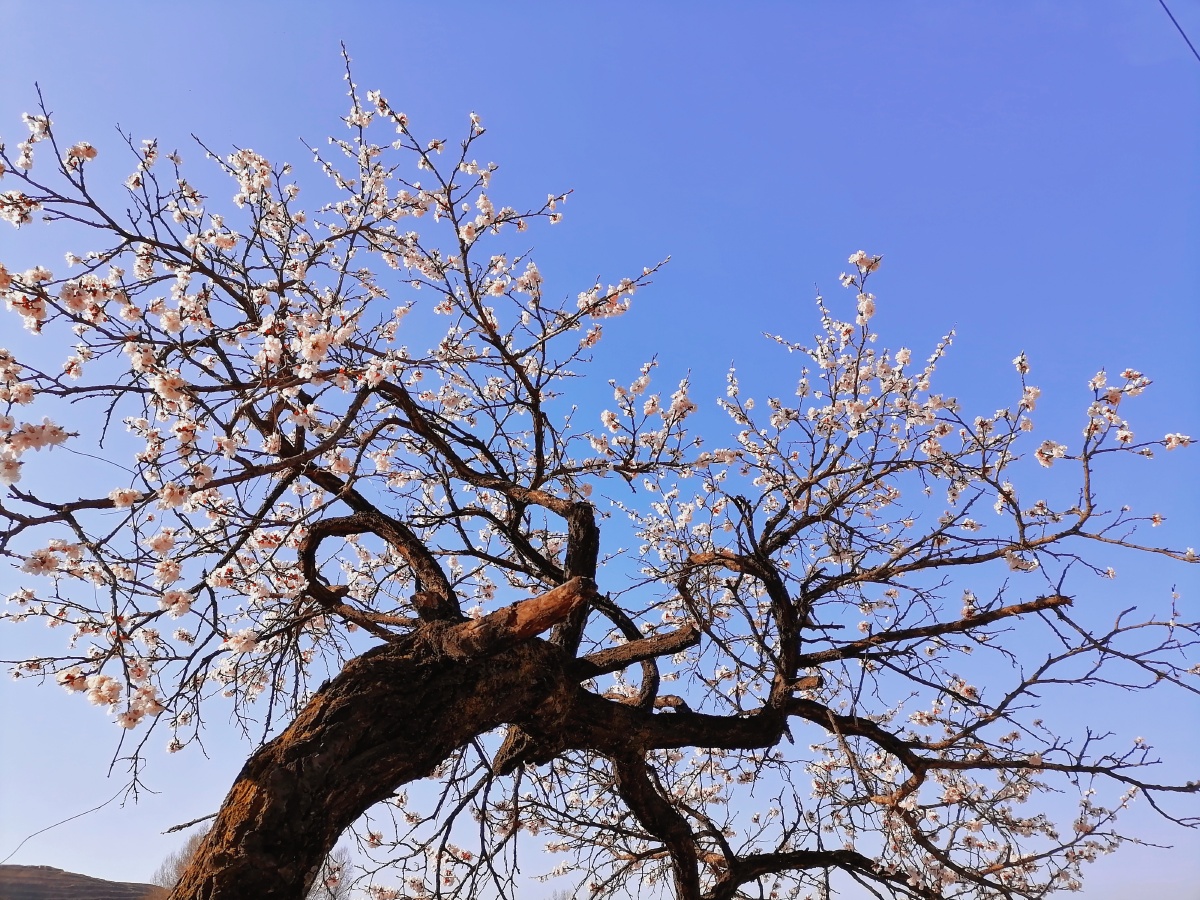 一树杏花,春天的感觉.