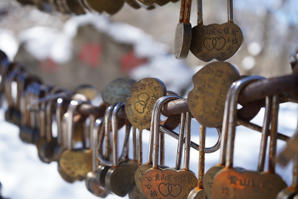 连理松旁的同心锁,记录了多少美好的爱情故事.