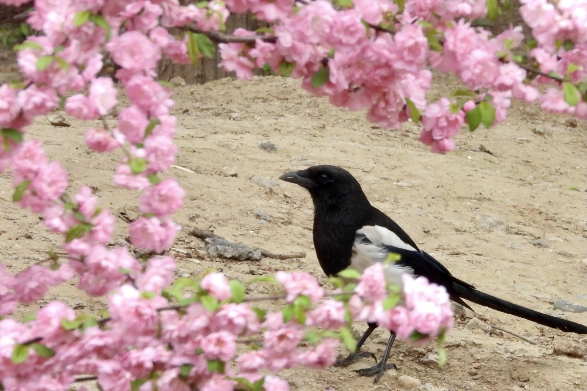 桃花喜鹊