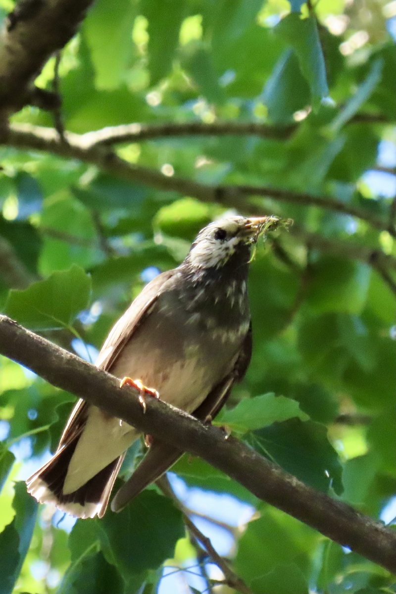 这是灰掠鸟别名高粱头杜丽雀竹雀管莲子熏铁鸟