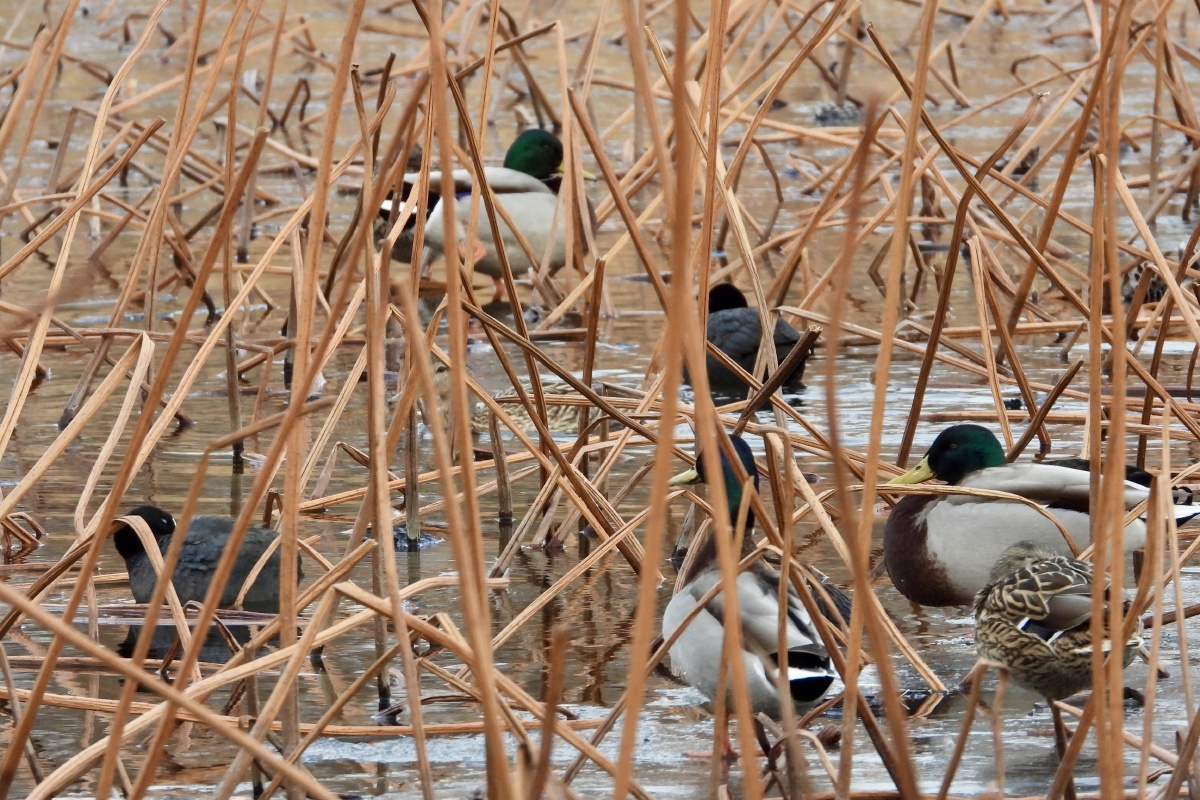 芦苇荡中野鸭子