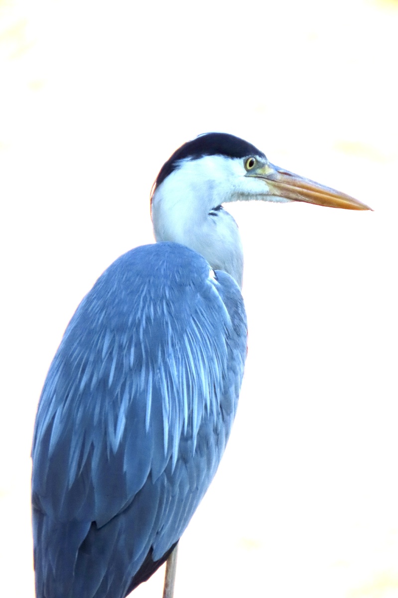 苍鹭也叫青庄长脖子老等