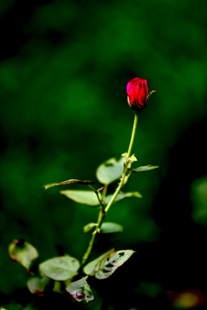 一朵月季花月季和玫瑰都属于蔷薇科英文都是rose二者容易混玫瑰刺多