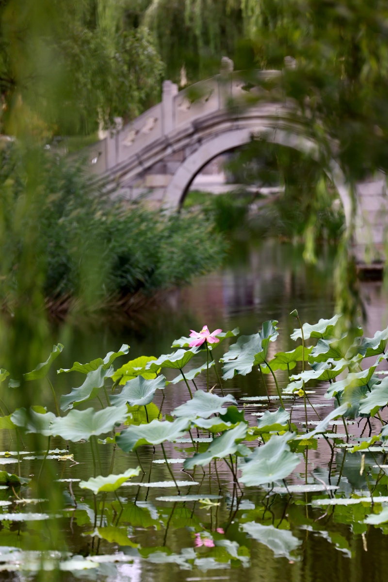 小桥流水荷花镜头前景用柳叶虚化制造出朦胧的感觉来虚实结合远近呼应