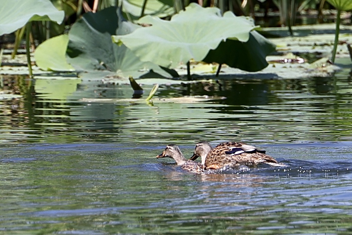 游戏两只野鸭子在池塘做游戏