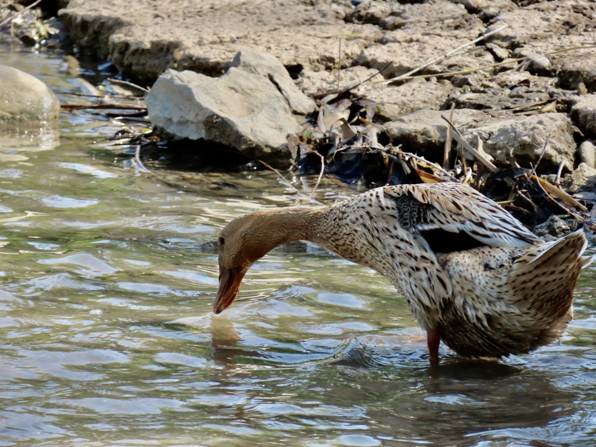 斑嘴鸭这种野生鸭是我们家鸭的祖先野生种群极为丰富品相参差不齐容易