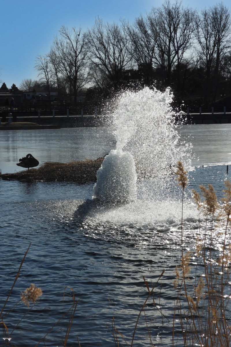 冰塔喷水黑天鹅