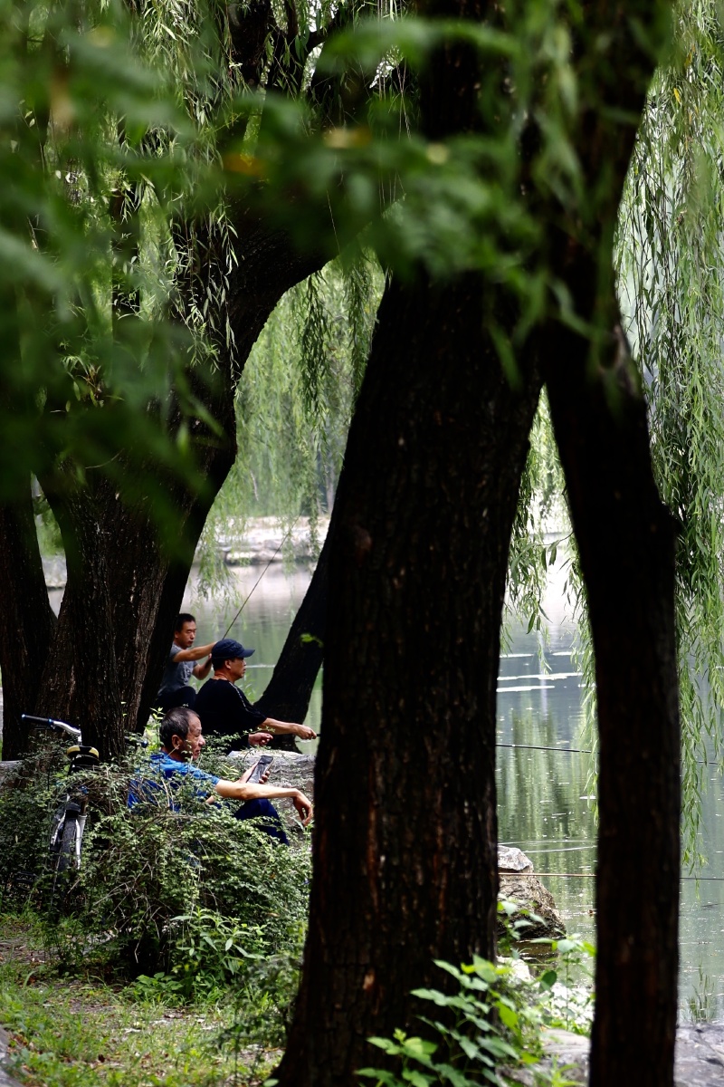 钓鱼树荫下小河边惬意的很现在许多老年人都把钓鱼作为爱好