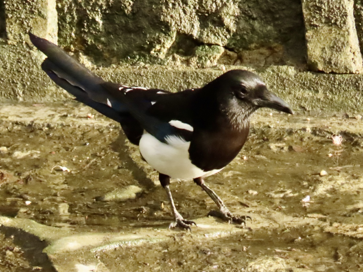 喜鹊的眼睛炯炯有神