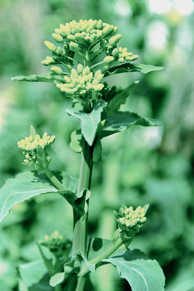 春天春季油菜花春意盎然绿色蜜蜂
