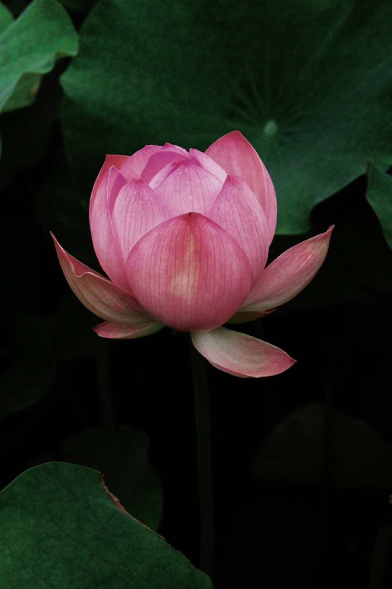 今年的荷花特别美