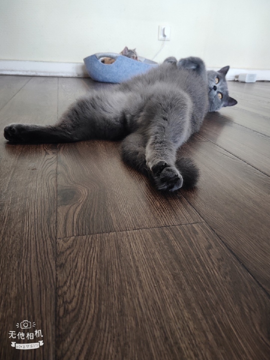 喵我只是想舒服的安静的躺一会而已