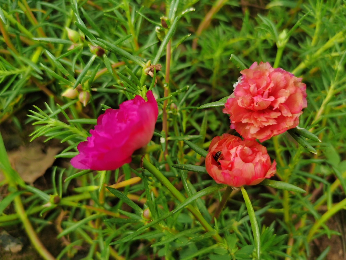 太阳花和小蜜蜂 - 乡村的野生美 - 图虫