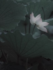 1000017512