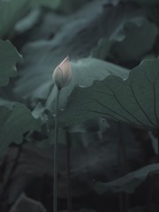 1000017505