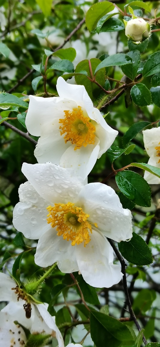 金樱子花清晨去小村旁散步偶遇这美丽而又洁白无瑕的金樱子花它的花和