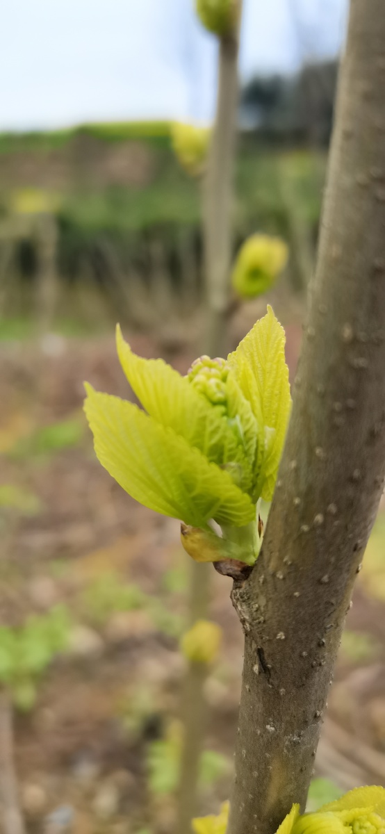 生发桑叶性味归经味甘苦性寒归肺肝经功能疏散风热清肺润燥平抑肝阳