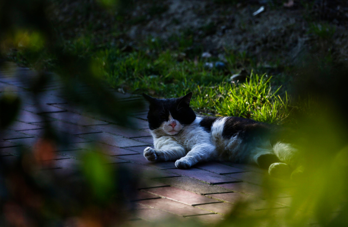 即逝图6懒懒的午后看你一烟勺不想动的图片唯美懒懒的不想动唯美图片