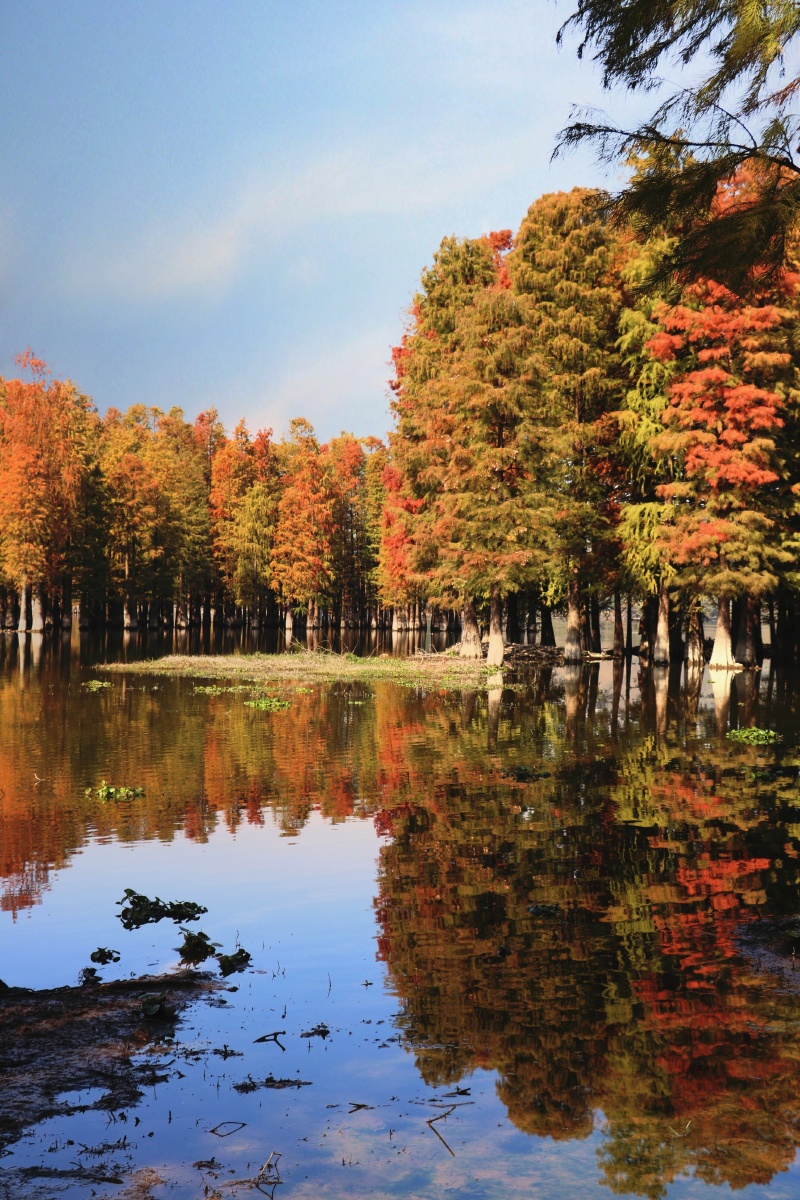 水杉宁波余姚镇的水杉林11月中旬去最佳