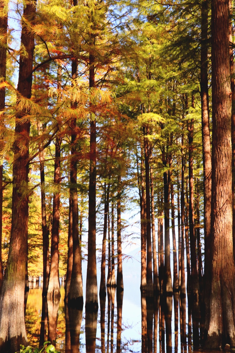 水杉宁波余姚镇的水杉林11月中旬去最佳