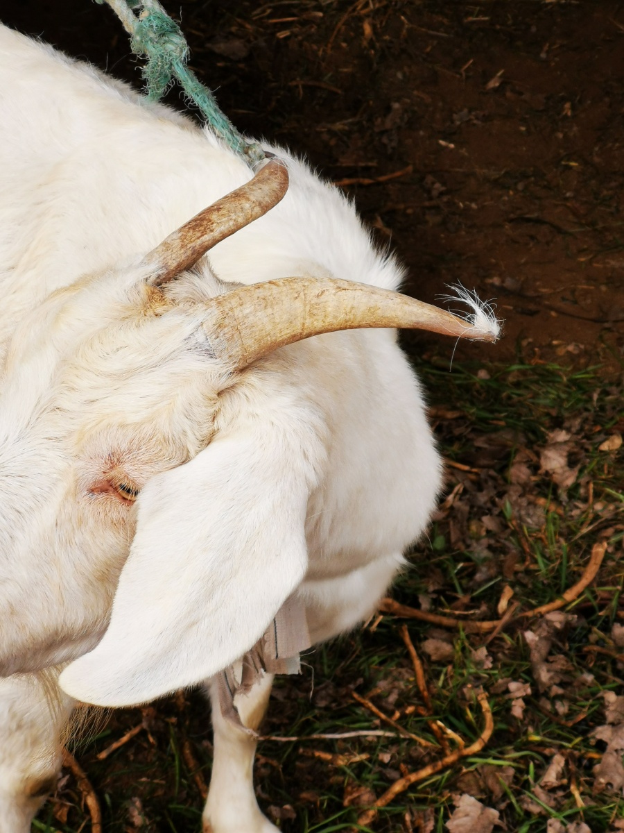 羊的角上长了毛毛