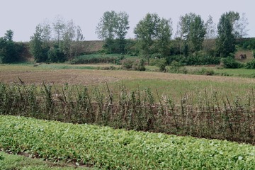 51699