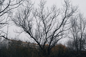 50886