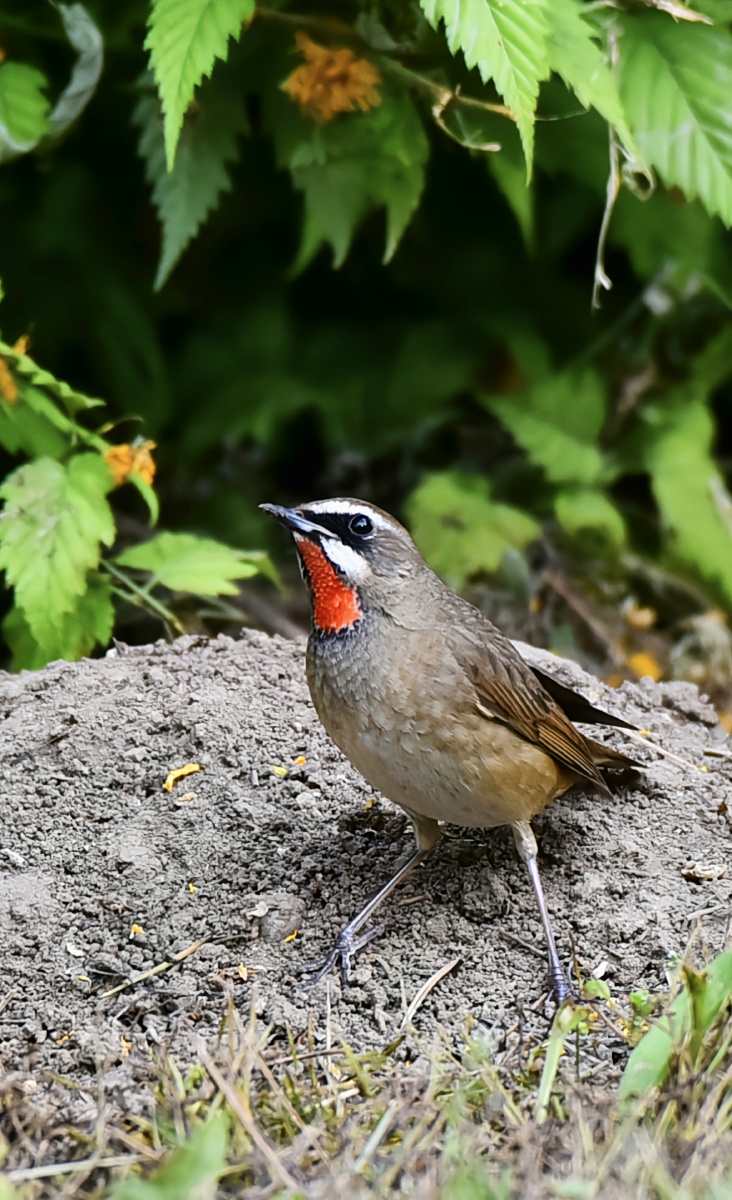 阿兰德龙-sun - 图虫