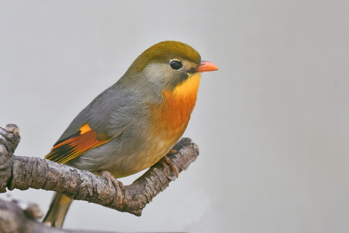 总在相思 - 阿兰德龙1960 - 图虫