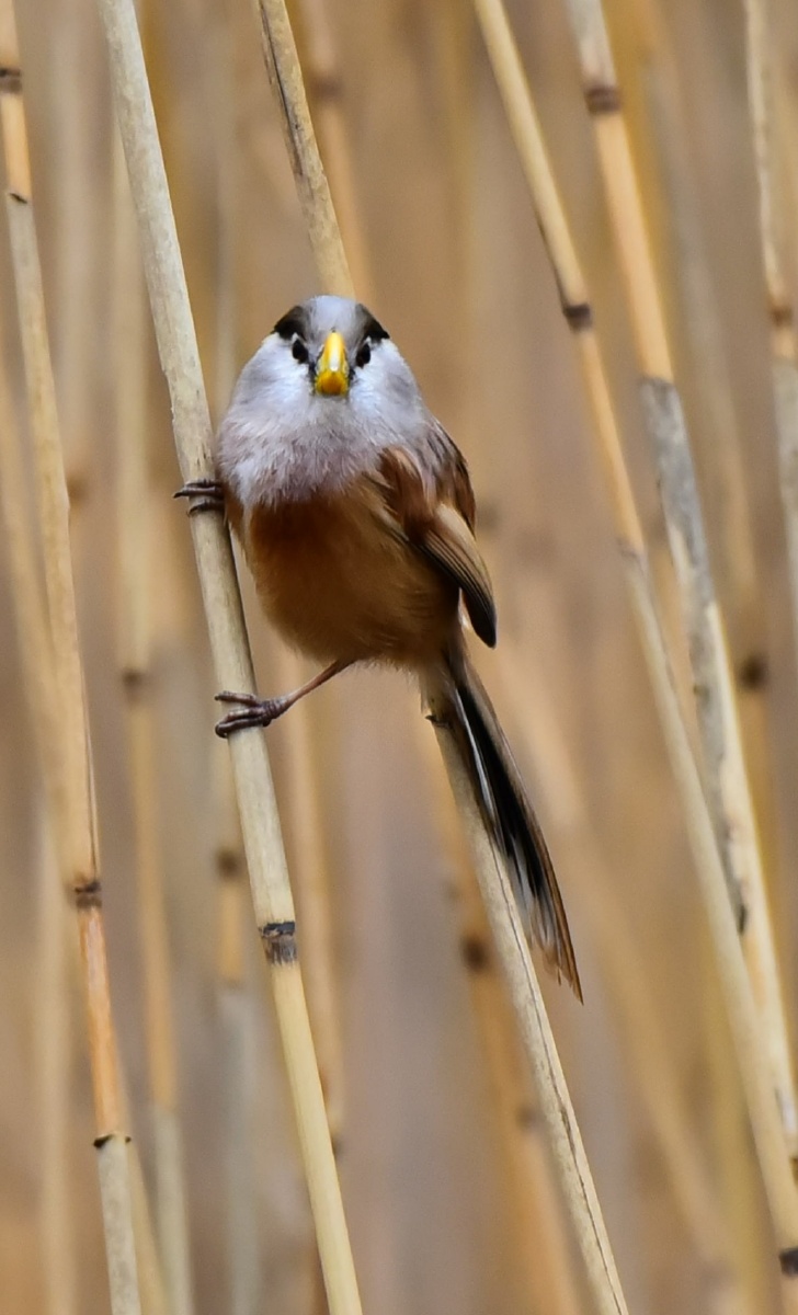 芦苇荡中小精灵 - 阿兰德龙-sun - 图虫