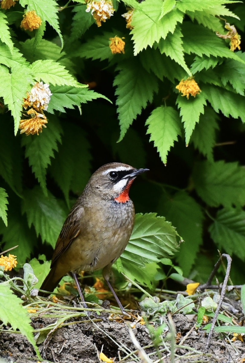 阿兰德龙-sun - 图虫