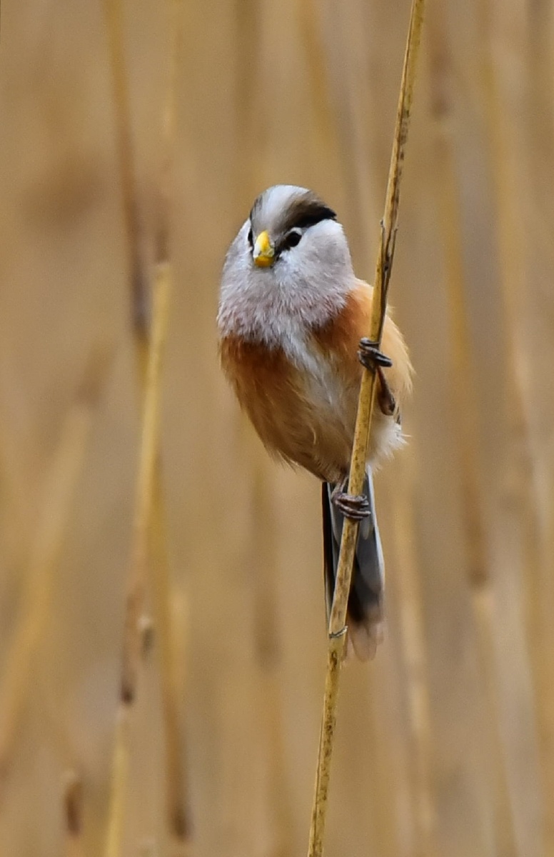 芦苇荡中小精灵 - 阿兰德龙-sun - 图虫