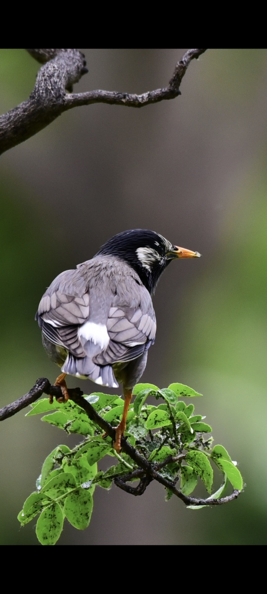 林中灰椋鸟觅食 - 阿兰德龙-sun - 图虫
