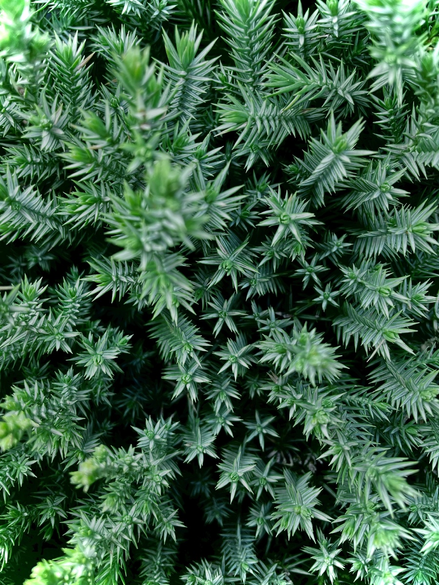 路边的不知名植物,有一种俯拍一片森林的感觉 - 李大仁314 - 图虫