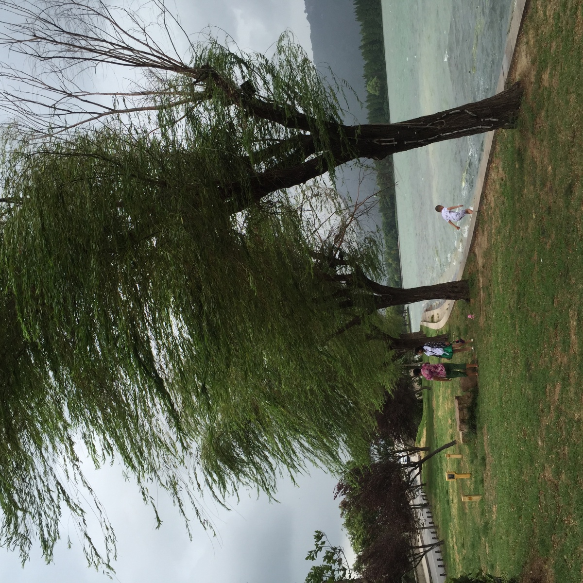 大风下的柳树迎风飘扬的柳枝湖边嬉戏的小儿