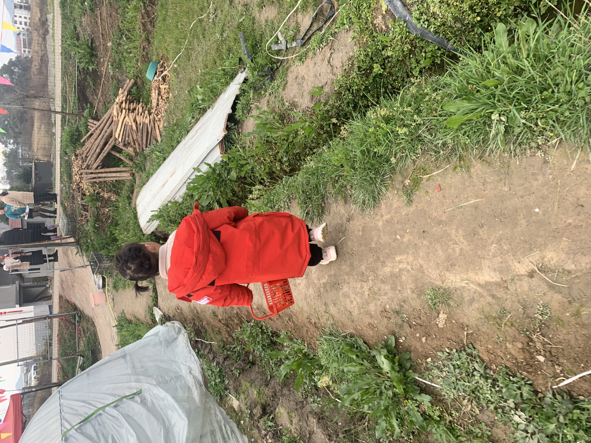 一个摘草莓的快乐背影