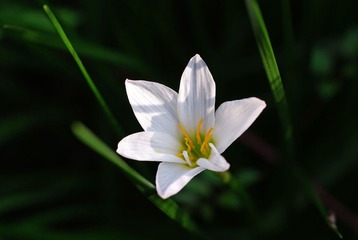 小花一枚