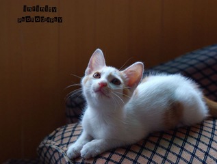 IMGP7563 