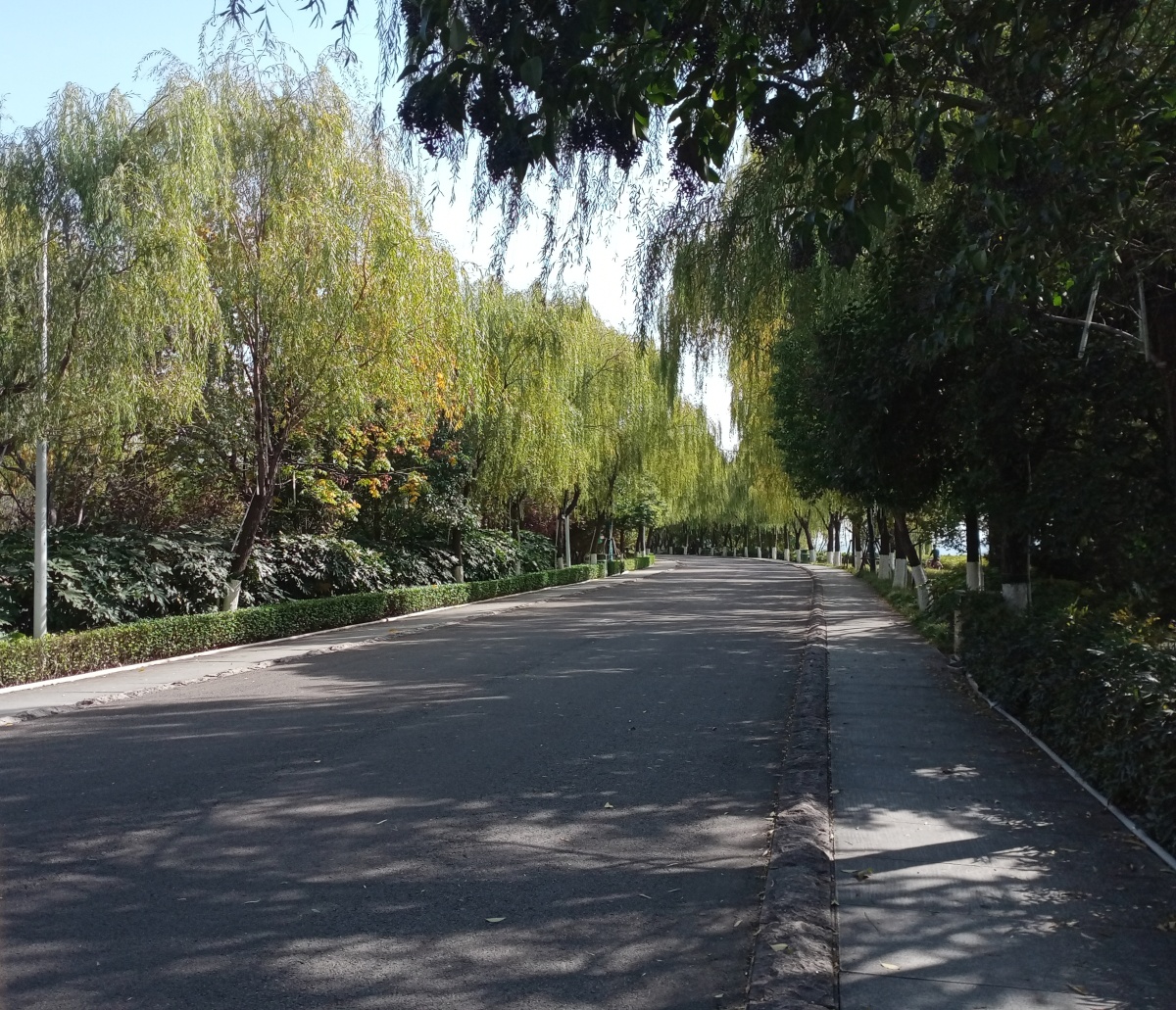 马路,柳树,影子 br /> .绿色 br /> .静谧