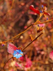 藍色的花