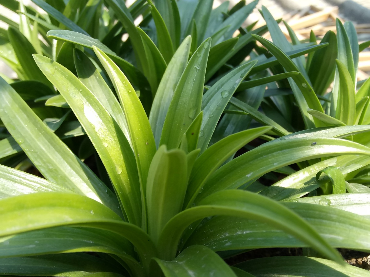 阳光下的绿色植物