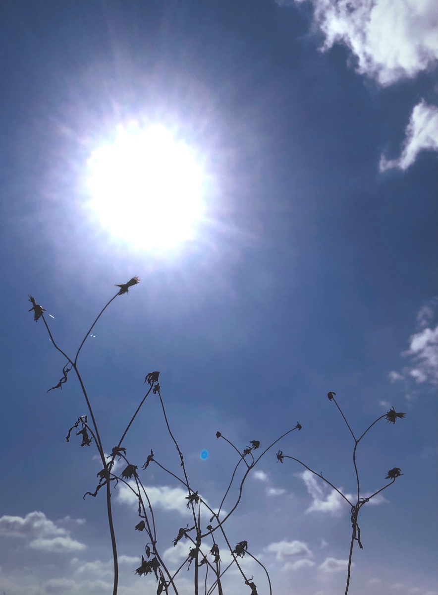 新年里太阳在蓝色背景下格外醒目.