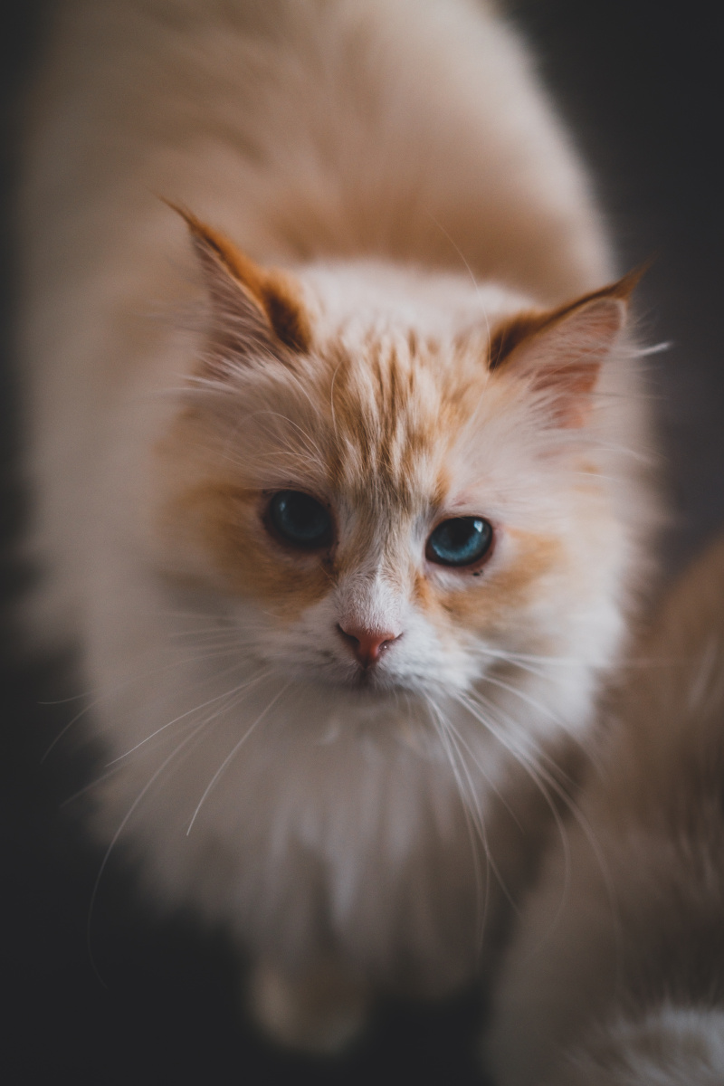 800_1200竖版 竖屏