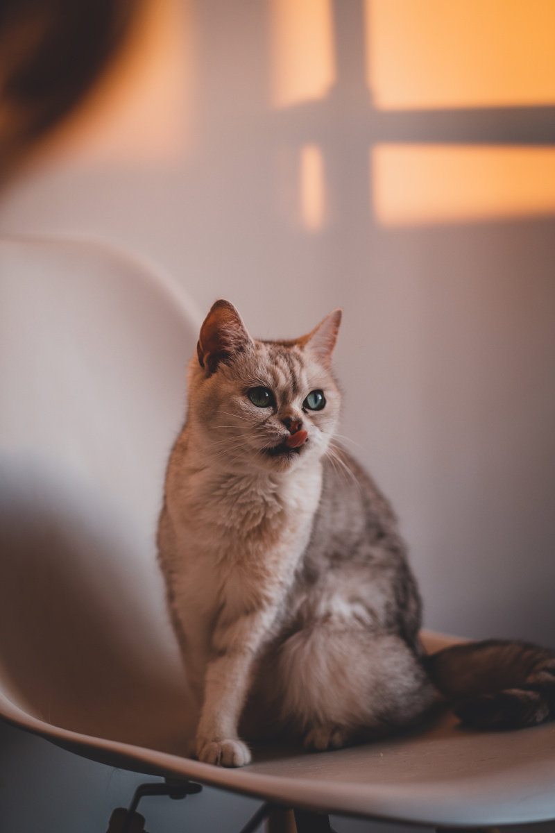 800_1200竖版 竖屏