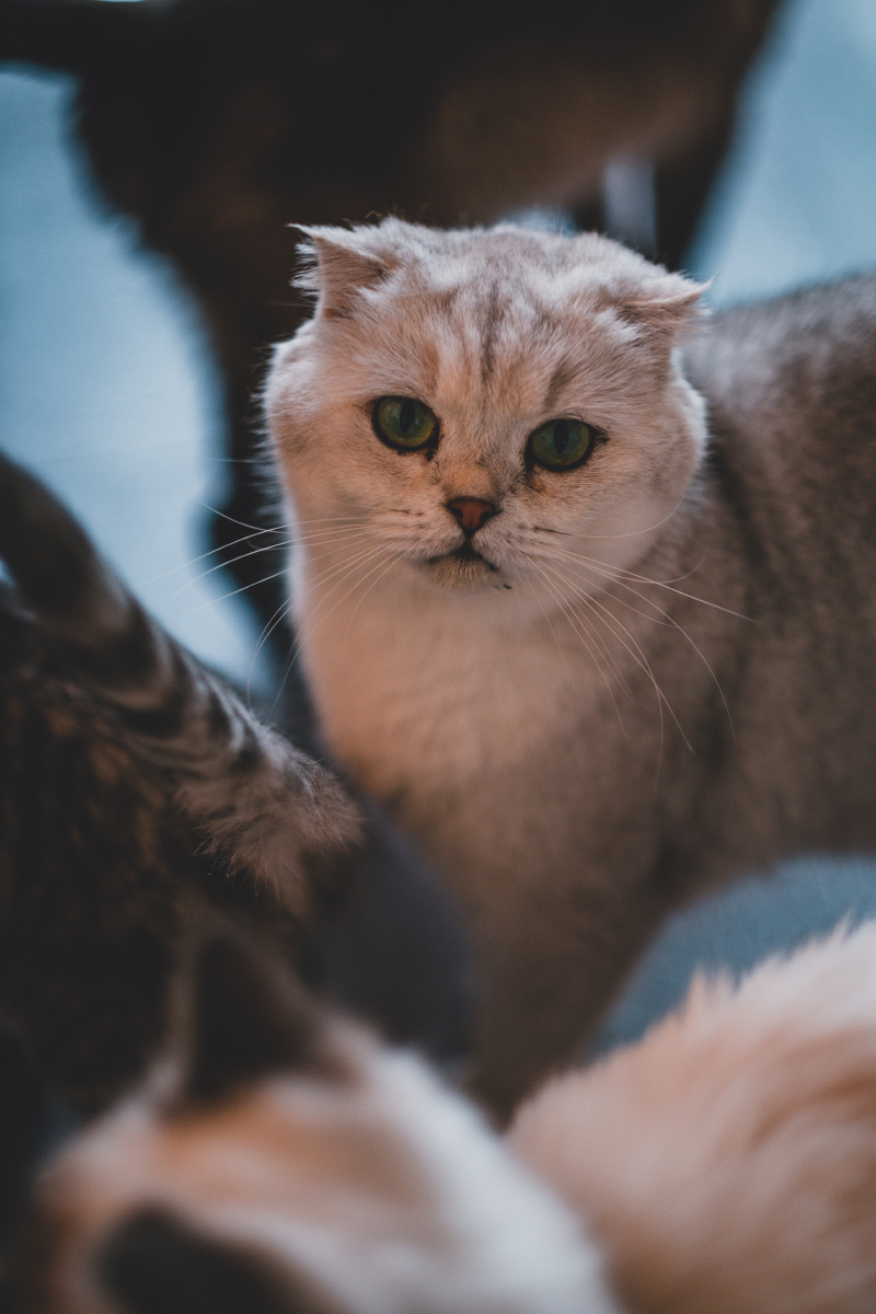 800_1200竖版 竖屏